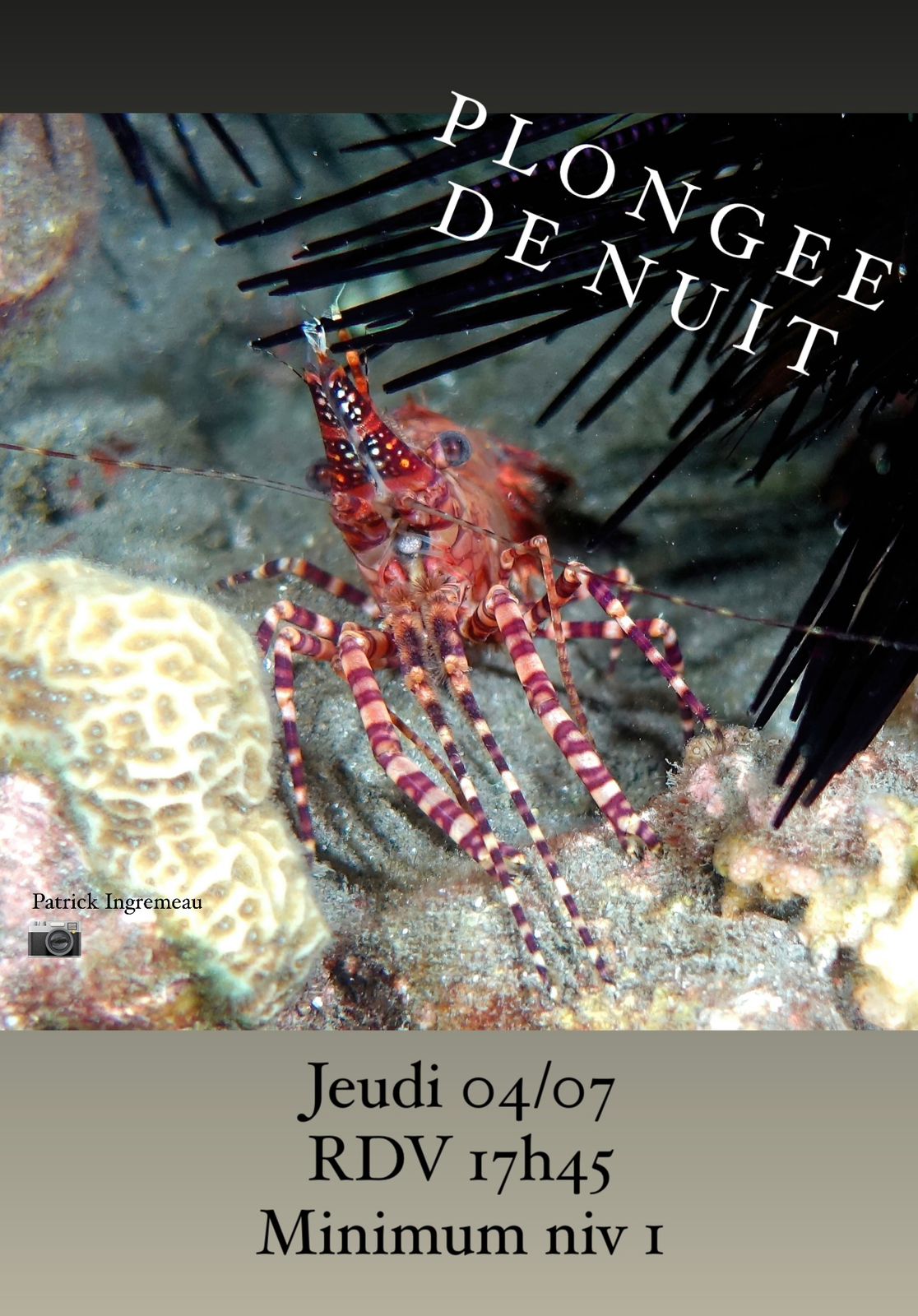 Crevette colorée près d'un oursin avec texte "Plongée de nuit".