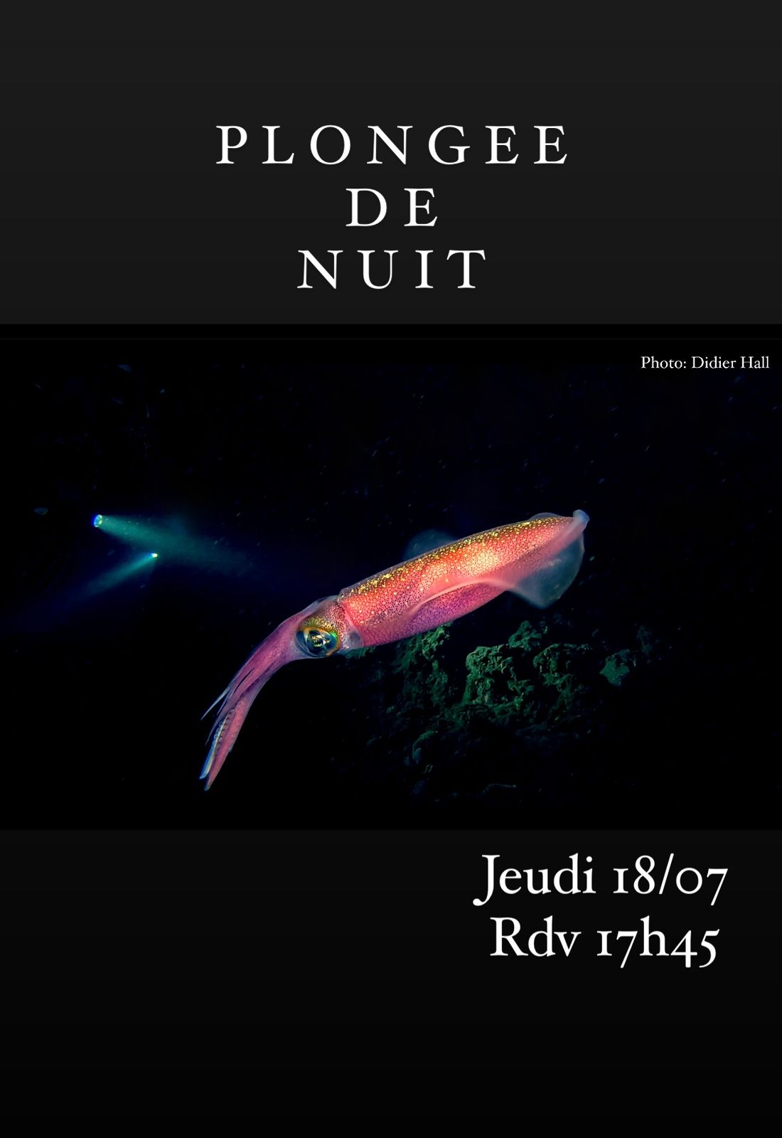 Calmar rose illuminé sous l'eau avec lumière de plongée.