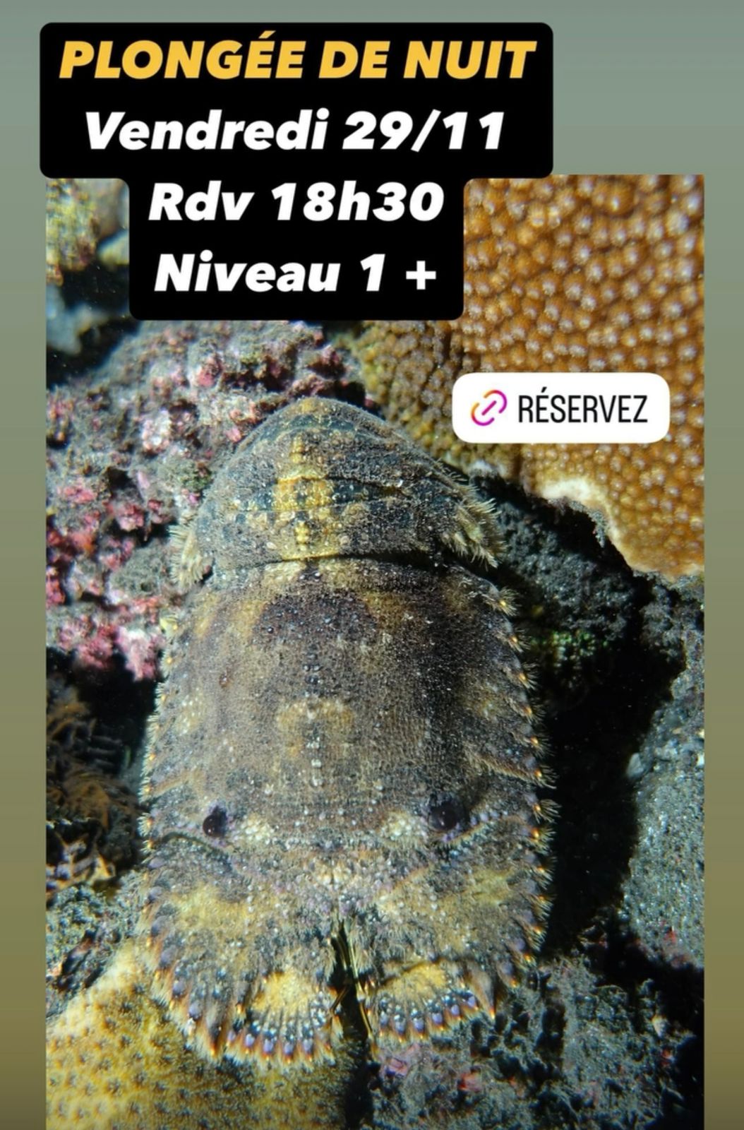 Annonce de plongée de nuit avec date, heure et niveau requis.