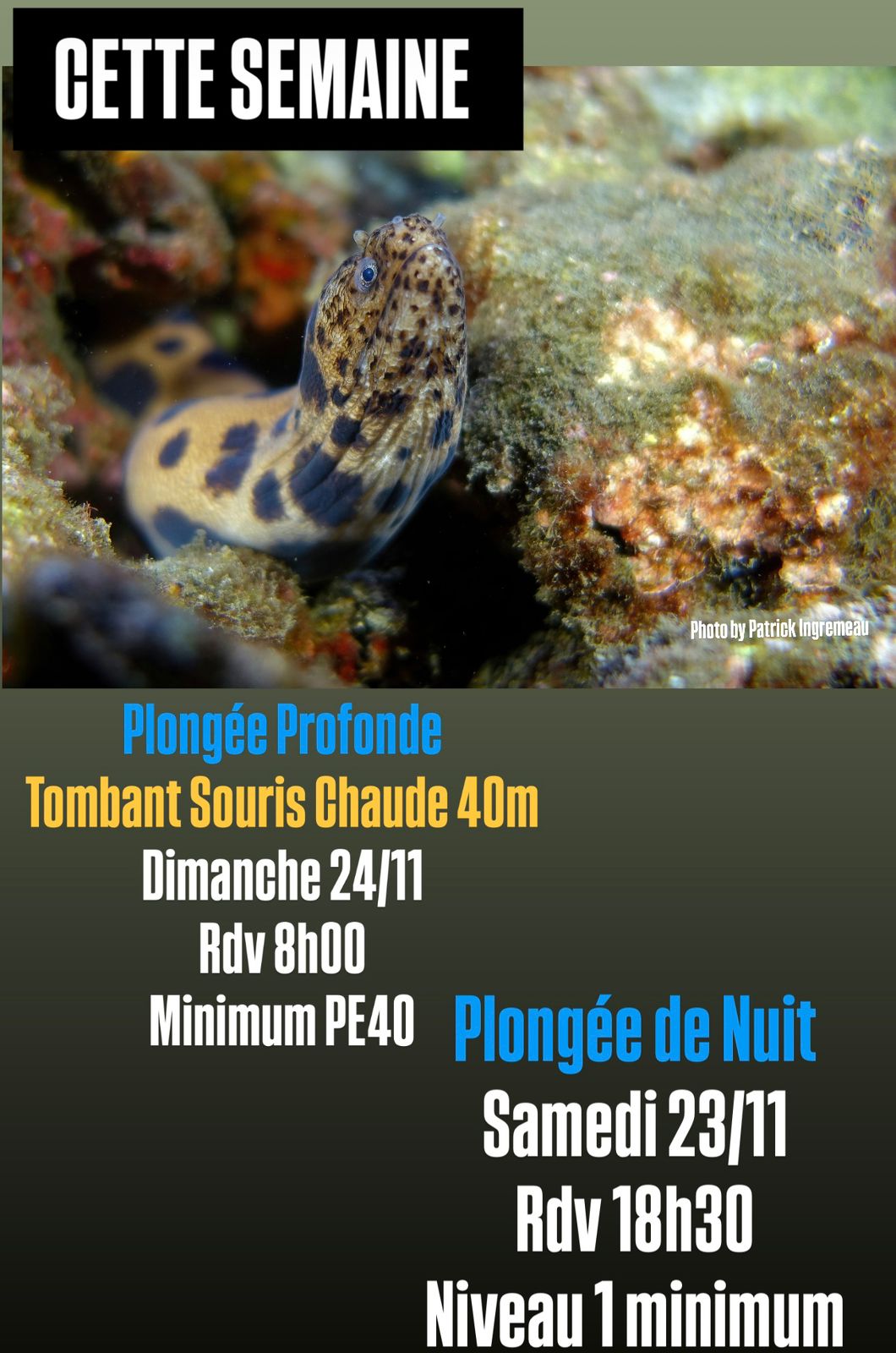 Murène sous l'eau avec détails des plongées affichés.