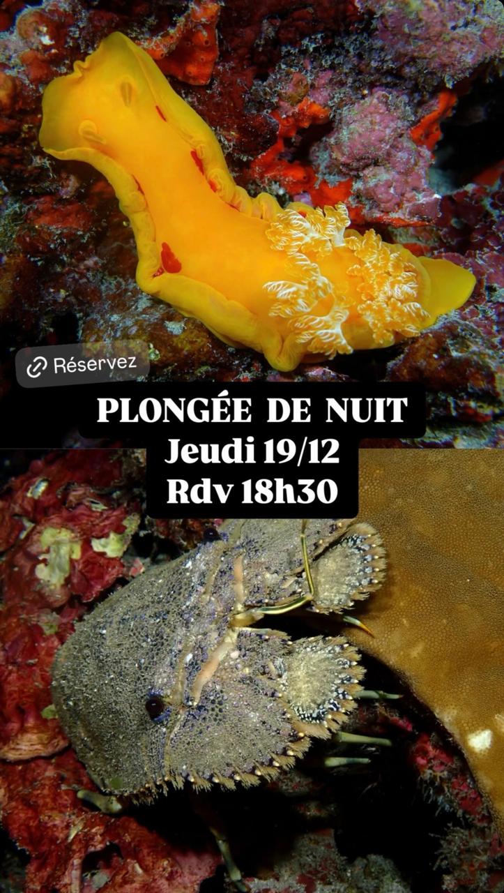 Nudibranche jaune et crustacé avec texte pour plongée nocturne.