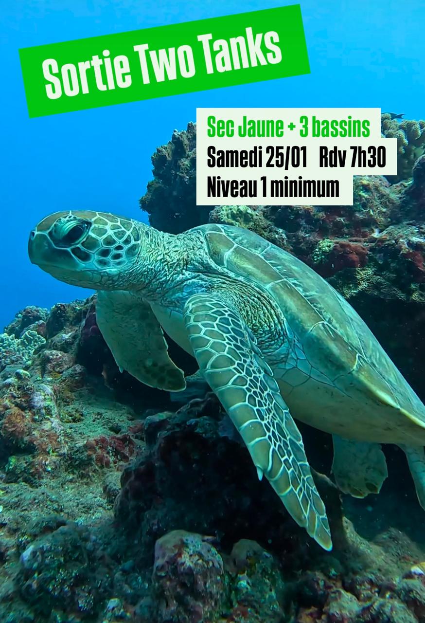 Tortue nageant près de coraux avec texte sur une sortie de plongée.