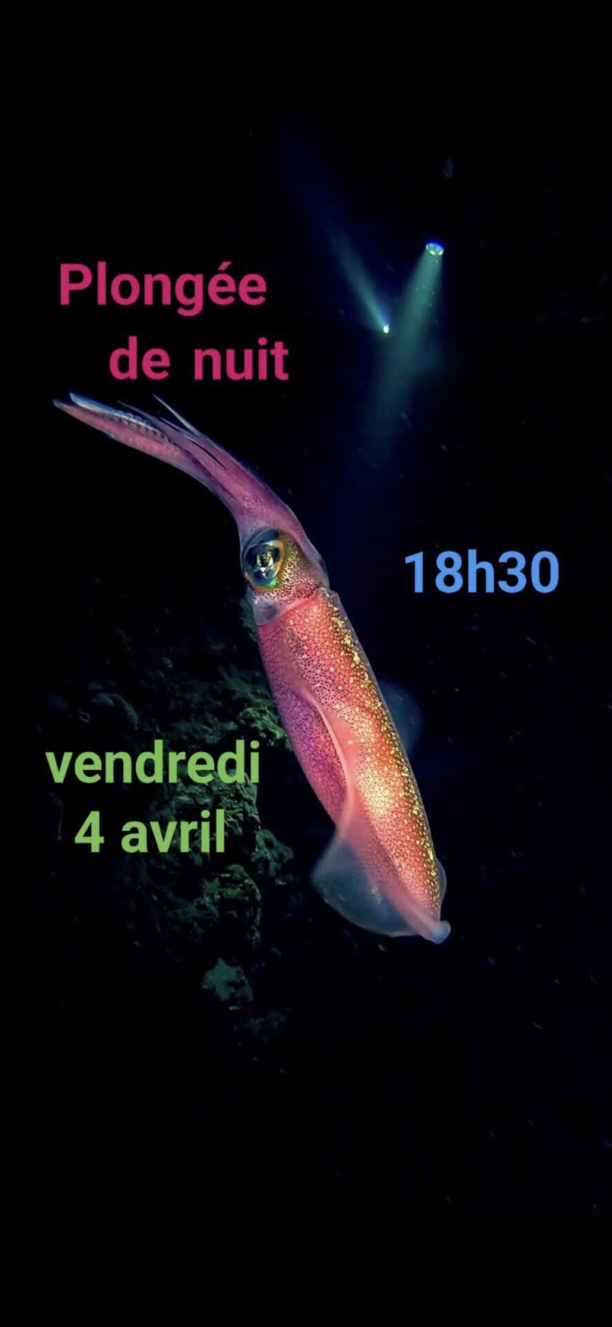 Calamar rose illuminé sous l'eau avec texte indiquant "Plongée de nuit, 18h30, vendredi 4 avril".