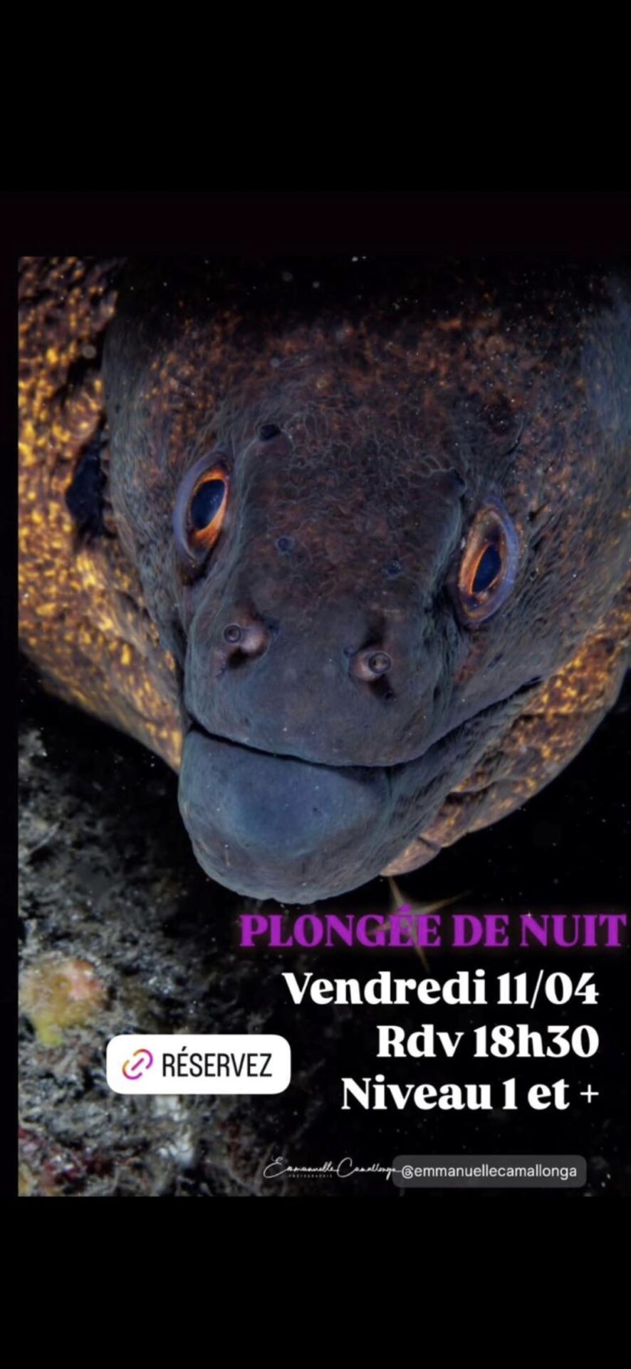 Gros plan d'une murène avec texte sur une plongée de nuit.