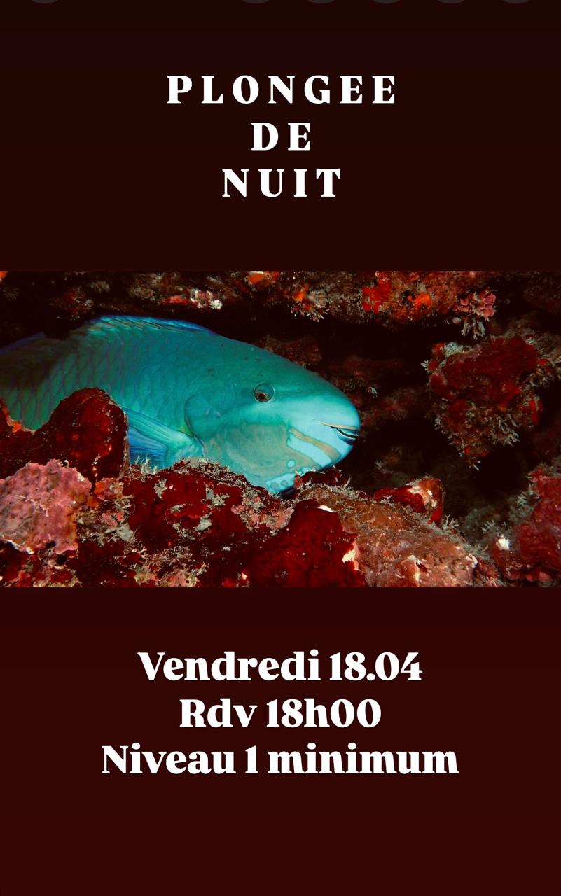 Poisson turquoise parmi des coraux rouges, texte sur plongée de nuit.
