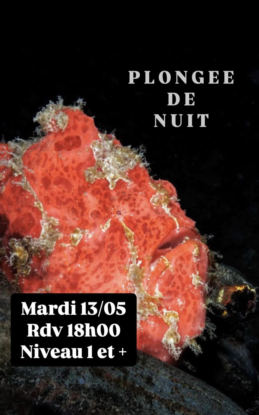 Poisson rouge sur fond noir avec texte pour une plongée de nuit.